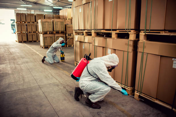 Best Termite Control Services  in Festus, MO
