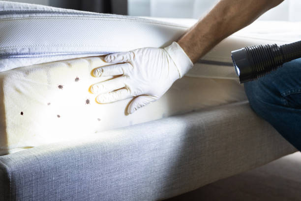Best Termite Control Services  in Festus, MO