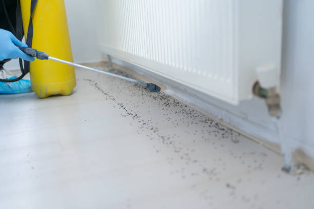 Best Pest Prevention Services  in Festus, MO